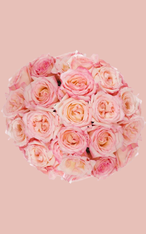 Petite Rose Special Arrangement - 48 Count