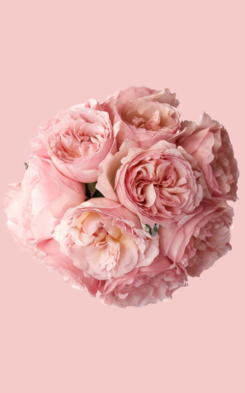 Princess Rose Special Arrangement - 48 Count